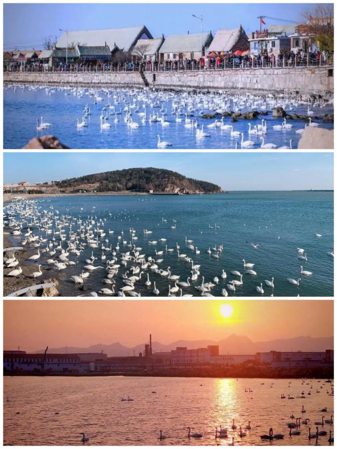 20年光影再现，重温滨海，天鹅之约